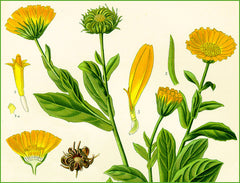 Organic Cosmeceuticals